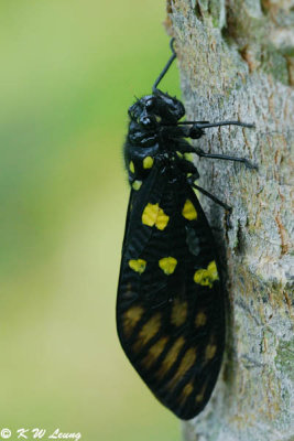 Spotted Black Cicada DSC_5474