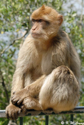 Monkey (DSC_4886)
