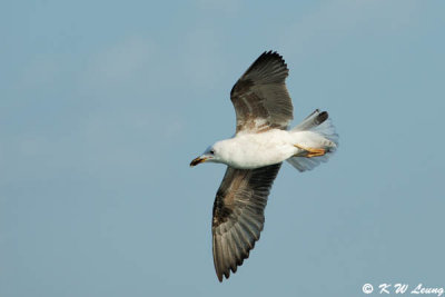 Seagull (DSC_4585)
