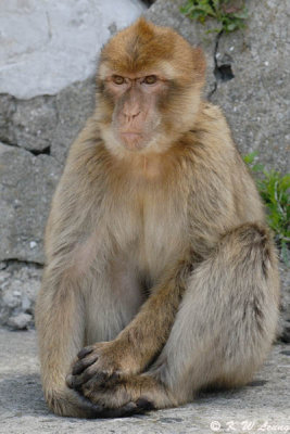Monkey (DSC_4878)