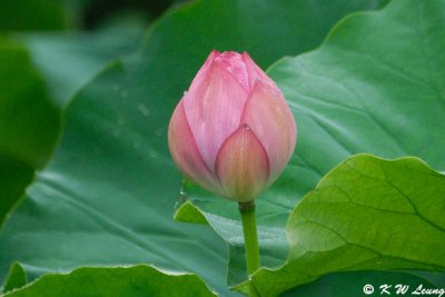 Lotus DSC_8142