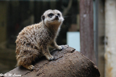 Meerkat DSC_8072