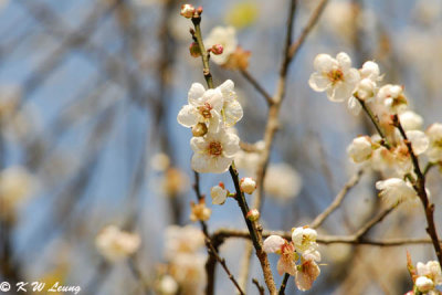 Plum blossom DSC_2555