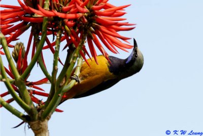 Orange-bellied Leafbird DSC_0339