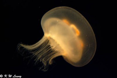 Jellyfish