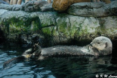 Sea Otter