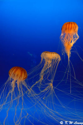 Jellyfish
