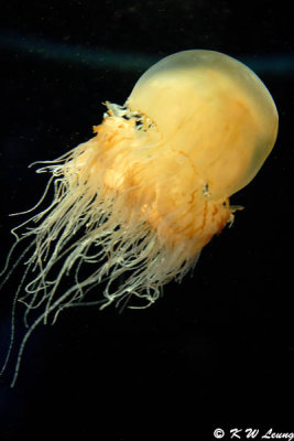 Jellyfish
