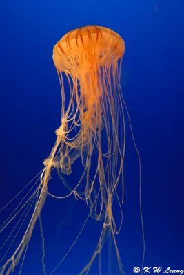 Jellyfish