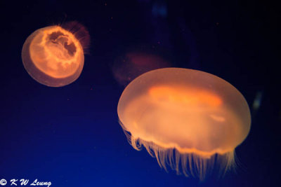 Jellyfish