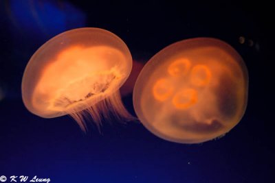 Jellyfish