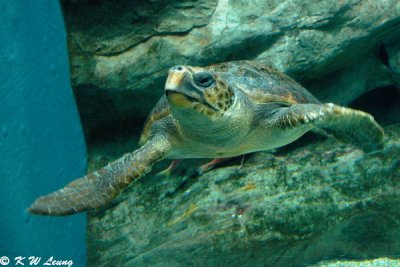 Seaturtle
