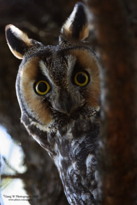 Long-eared Owl