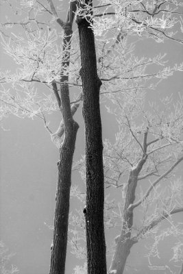 2009_01_15_3884_1080.jpg