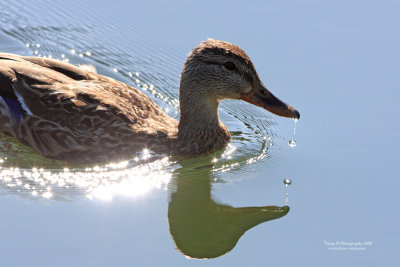 mallard