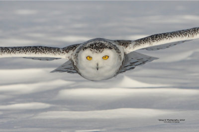 SnowyOwl080216_101016_4_1000.jpg