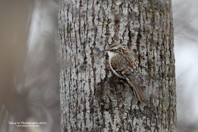 Birds of Ottawa