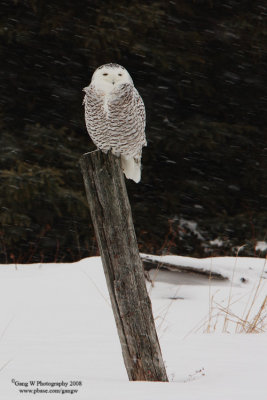 SnowyOwl080203_3_750.jpg