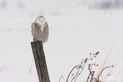 SnowyOwl080203_6_750.jpg