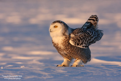 SnowyOwl080216_4_750.jpg