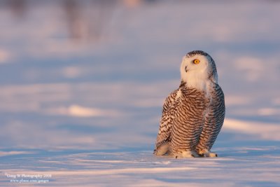 SnowyOwl080216_6_750.jpg