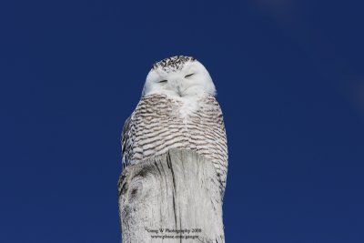 SnowyOwl080216_12_800.jpg