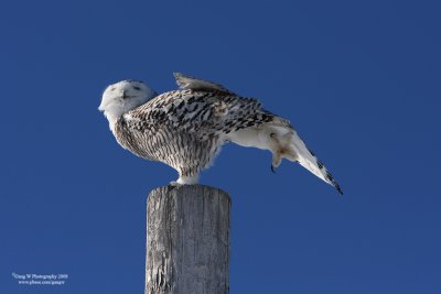 Snowyowl080216_16_800.jpg