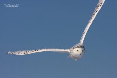 Snowyowl080224_2_800.jpg