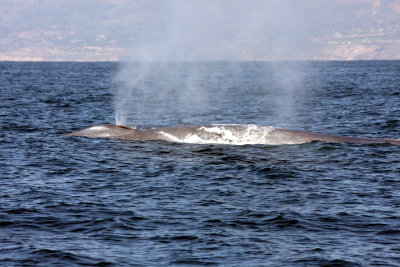 Whale off beam.jpg