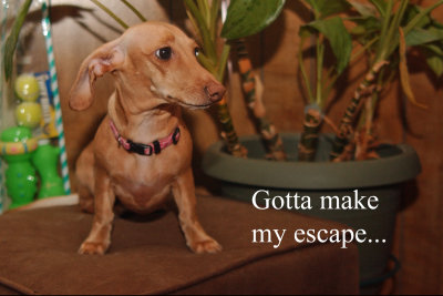 dachshunds