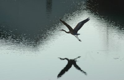 blue heron in flight.jpg