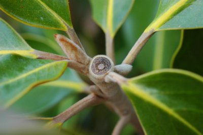 magnolia.jpg