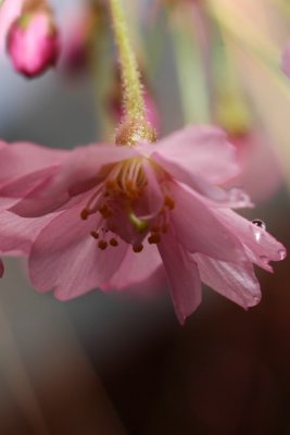 rays of pink.jpg