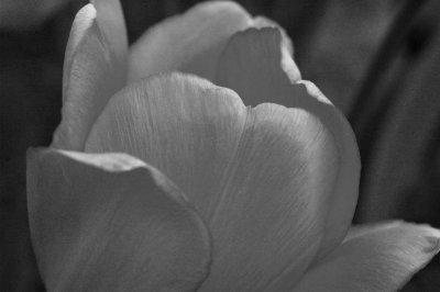 silvered tulip.jpg