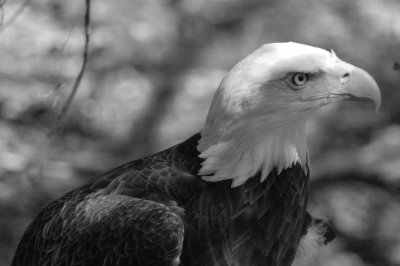 bald eagle.jpg