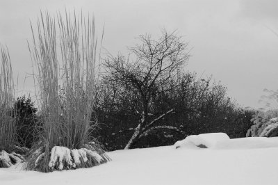 grass and snow.jpg