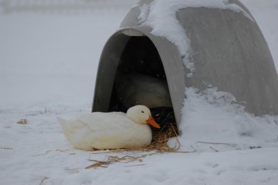 duck igloo.jpg