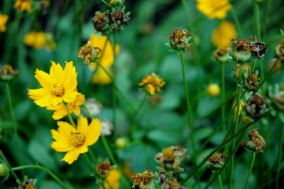 flowers before and afters.jpg