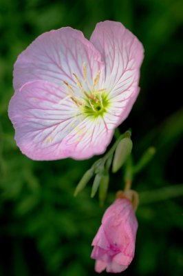 DSC_0070.jpg