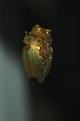 macro frog.jpg