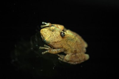 macrofrog.jpg