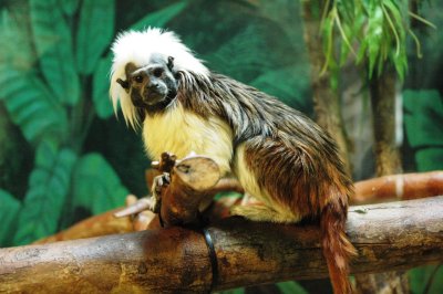 monkey.JPG