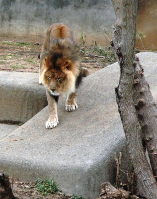lion2.jpg