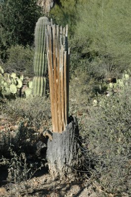 old sahuaro.jpg