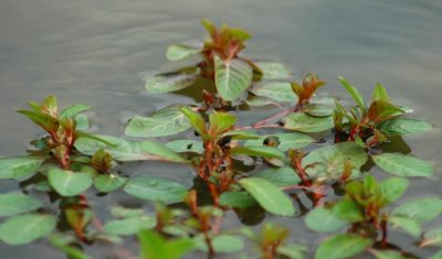 plants i dont know the name of.jpg
