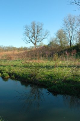 tree in river.jpg