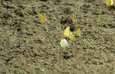 moths in the mud.jpg