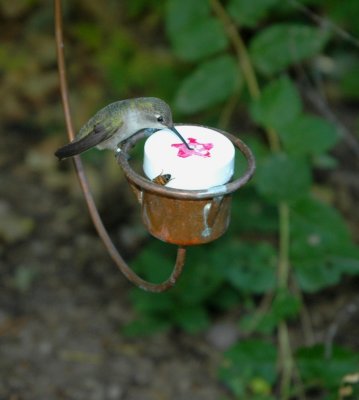 hummingbird and bee.jpg