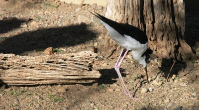 black and white bird.jpg