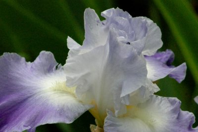 delicate purples.jpg